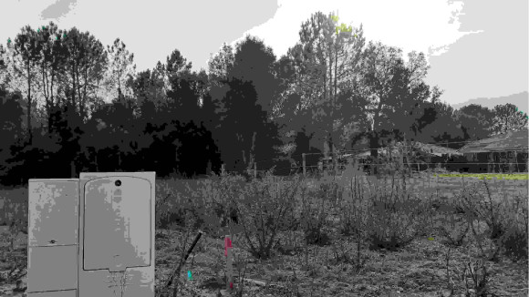 FORET 001.jpg